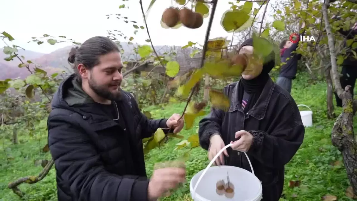 Kivi Hasadı Uygulaması